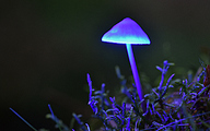 Mycena